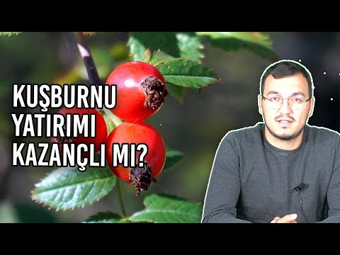 Video: Lahana Için Amonyum: Zararlılara Ve Beslenmeye Karşı Tedavi, Bahçede Sulama Ve Püskürtme Için Amonyak Seyreltme Oranları