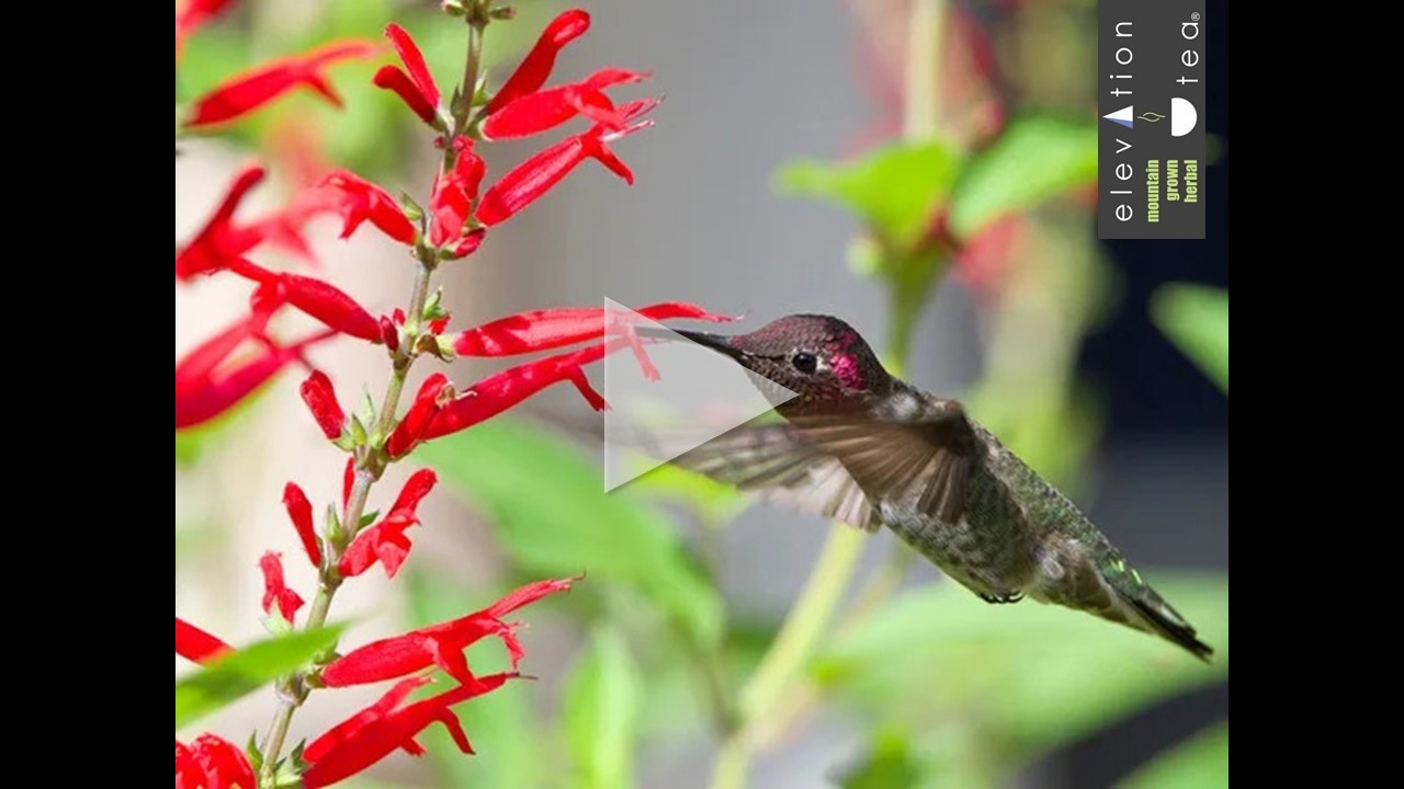 My Happy Place: A Hummingbird in an Herbal Tea Field