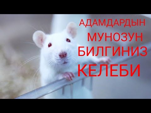 Video: Түсү боюнча адамдын мүнөзүн кантип аныктоого болот