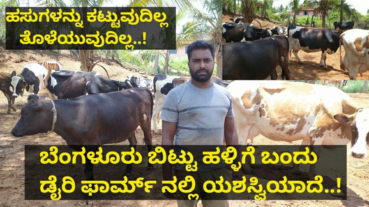 HF ಹಸುಗಳನ್ನು ಕಟ್ಟುವುದಿಲ್ಲ ತೊಳೆಯುವುದಿಲ್ಲ...! 20 ಹಸುಗಳಿಂದ ತಿಂಗಳಿಗೆ 60 ರಿಂದ 80 ಸಾವಿರ ಆದಾಯ..!