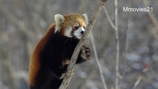 レッサーパンダの優れたバランス感覚〜Red Panda,Sense of balance