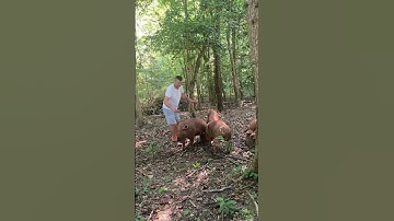 Weight estimation for pigs