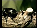カブトムシのおしっこ