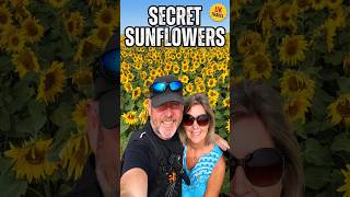 Scotland's Secret Sunflower Paradise 🌻