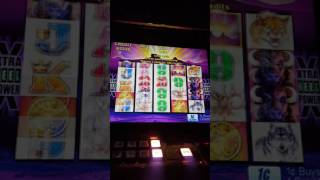 Aristocrat buffalo slot bonus