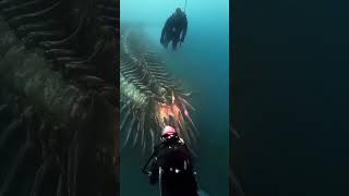 Celebrity GIANT Mysterious Deep Sea Creatures That Will Blow Your Mind! Profile