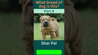 🐾 Guess the Breed Challenge! Part - 4 🐶| Dog Breed  | Dog Lovers