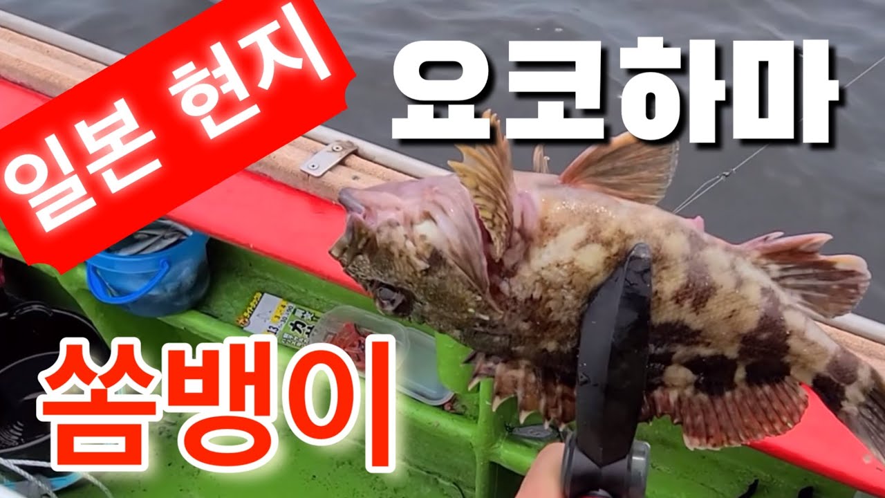 일본 현지 쏨뱅이 바다낚시 구이,튀김용 못생겼지만 맛나는 생선 - YouTube