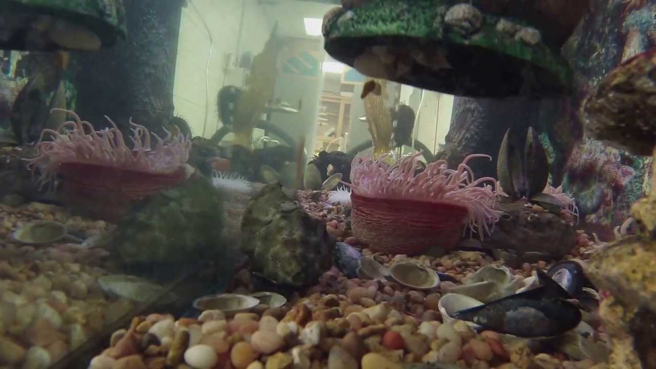 New Hatchlings Octopus Rubescens Larvae