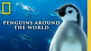Download Lagu Lofi Penguins Around the World (Chill Beats + Nature Sounds) | Secrets of the Penguins | Nat Geo MP3 Download Lagu Lofi Penguins Around the World (Chill Beats + Nature Sounds) | Secrets of the Penguins | Nat Geo MP3