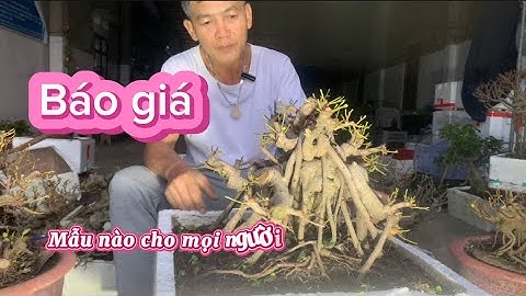 Báo giá cây cảnh mới nhất 7/11/2025 * kiển chi 0372.755.474 @haubonsai2942 