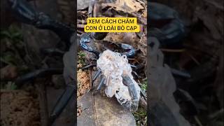 TÌNH MẪU TỬ NGOÀI THIÊN NHIÊN
