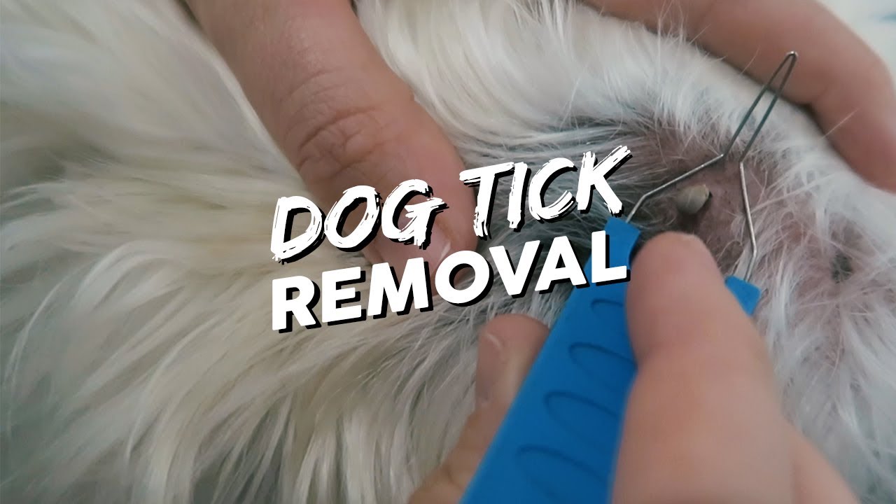 How To Take A Tick Off Your Dog Dog Tick Removal YouTube How To Take A Tick Off Your Dog Dog Tick Removal YouTube