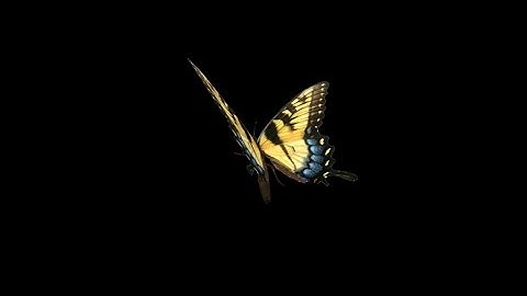 Flying Butterfly - Yellow Swallowtail - Loop - Alpha channel