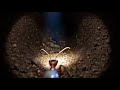 Common Garden Ant – Lasius niger This is 100% AI 😱 | AI Trend Zone, #Common #ants #garden #lasius