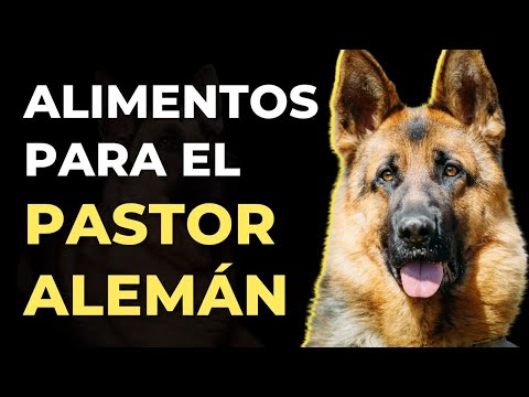 Video: ¿Cuál es un buen tamaño de jaula para un Pit Bull?