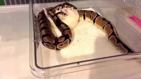 Feeding Frenzy Friday Ball Python