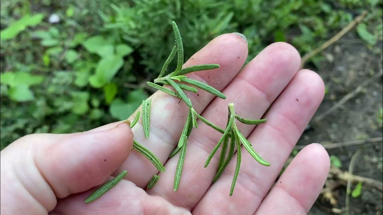 How to Harvest Rosemary YouTube