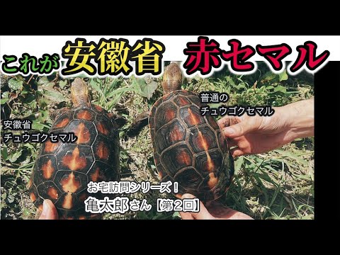 Home Visit Series Kametaro [Part 2] ~ Kamezo☆Channel 185th Catch
