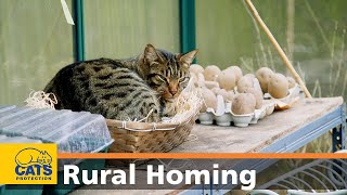 Rehoming an outdoor cat : FAQs | Cats Protection