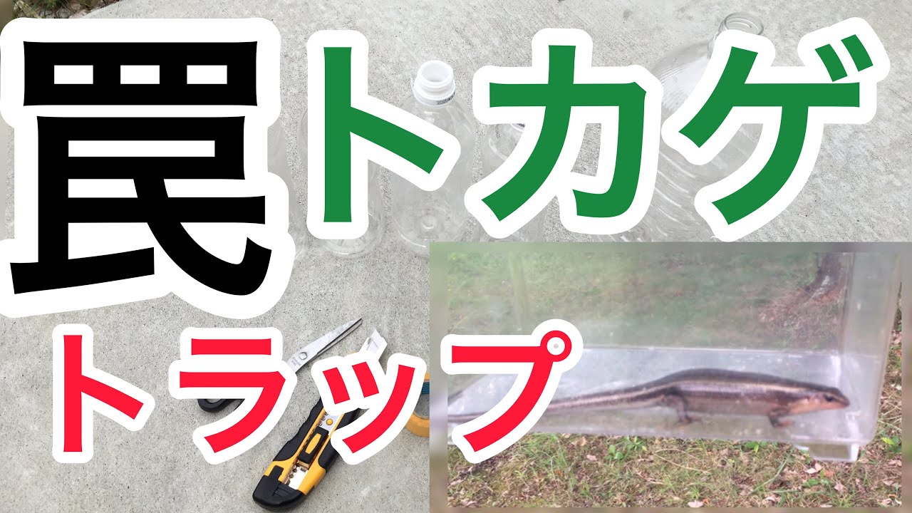 トカゲトラップを作る トカゲを捕まえる トカゲの罠 爬虫類 Youtube