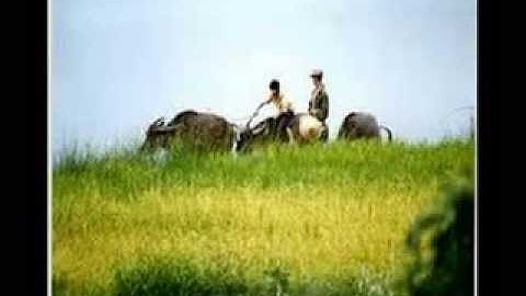 Những bản sáo trúc về quê hương hay nhất - Những bản sáo tuổi thơ cực hay