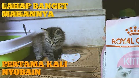 Watch the video about ROYAL CANIN KITTEN Bagus gak Ya - Reaksi pertama kali kucing