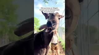 They Can Clean Their Ears With That Thing Crazyyyy