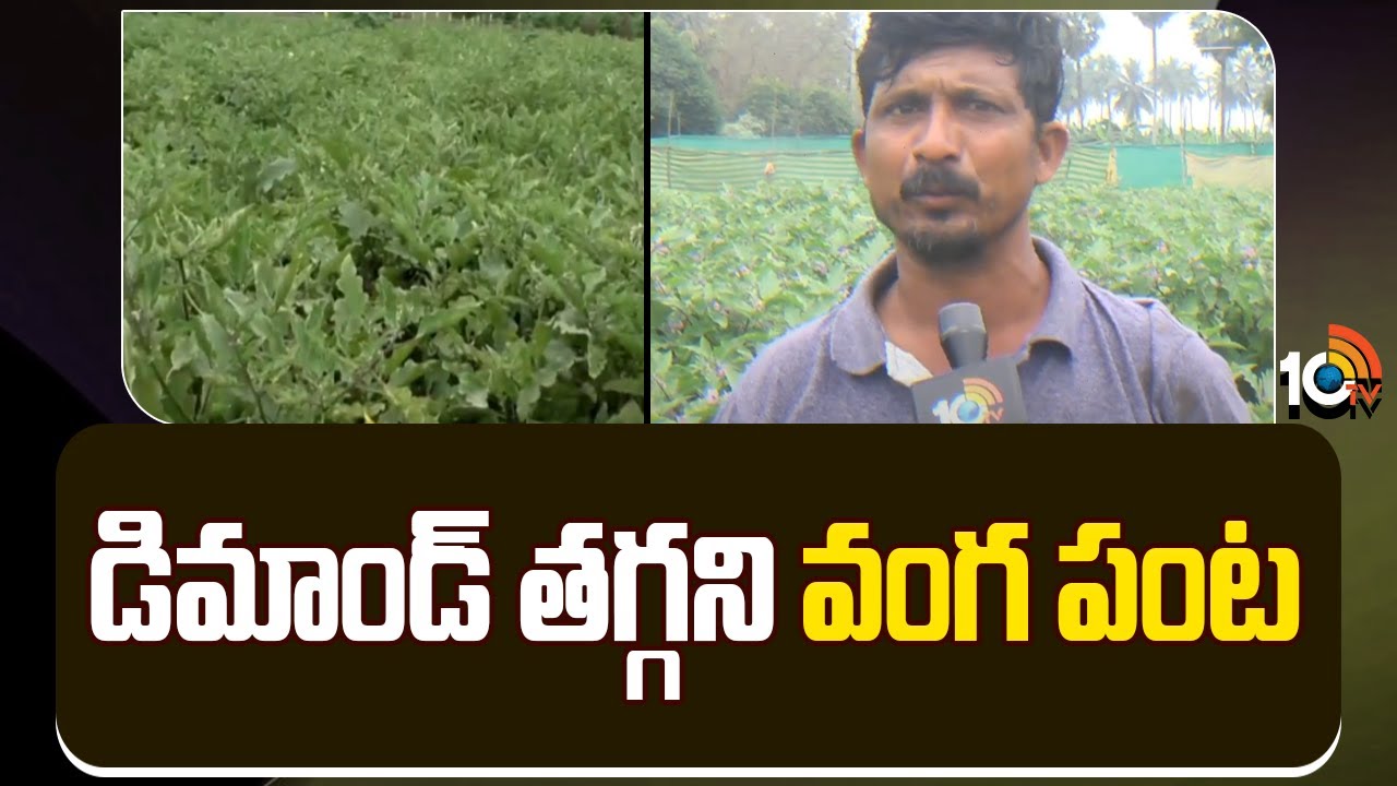 Huge Demand For Brinjal | డిమాండ్ తగ్గని వంగ పంట | Matti Manishi | 10TV