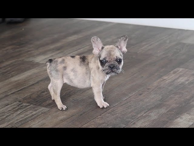 Sparkle video thumbnail