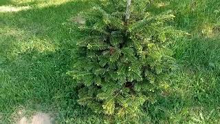 Christmas tree second life