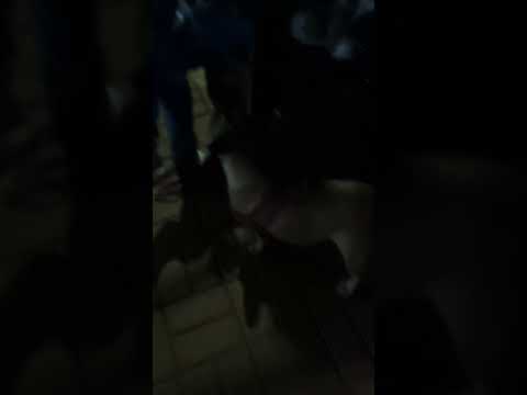 #amiguinhos de verdade a noite 🌙