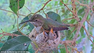 So Cute - Olive Doing Nestorations with the 17 and 18 Day Old Chicks in the nest. #hummingbirdchicks
