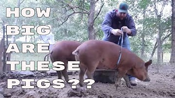 Weighing  Pigs Without a Scale