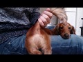 自宅で簡単に出来る犬の肛門線しぼり(ミニチュアダックスフンド編)犬の肛門ケア動画
