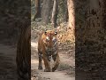 Huge male tiger from pilibhit tiger reserve 