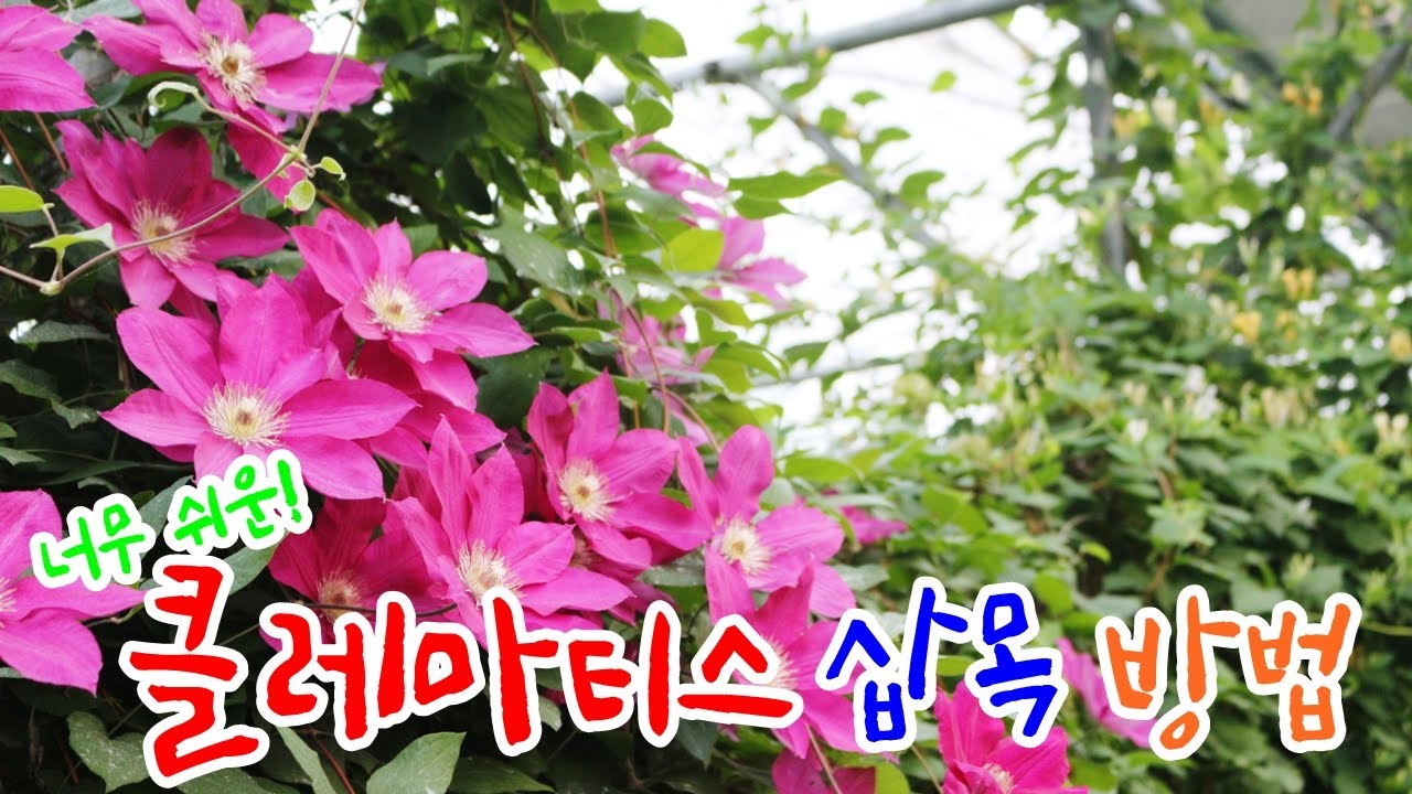 클레마티스 삽목방법 / 으아리 삽목기술 - Clematis cuttage