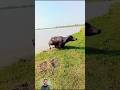 Buffalo stuck in river side janoron ko darya par is jagah se nakalnaa chahe jahan ghat bana ho #pani