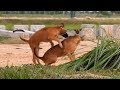 Great RuralDog!!!! Sweet lover Golden Labrador Retriever Vs Brown Labrador Retriever Mix In the stre