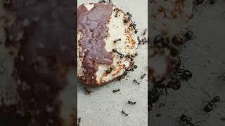 муравьи #работяги#говядину не все хотят #сладости вкуснее
