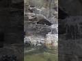 # seabirds abes de el agua