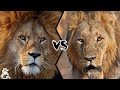 AFRICAN LION VS ASIATIC LION - Which is The Strongest?
