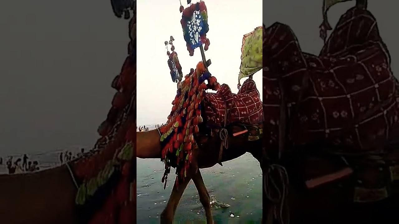 Check out Camel 🐫🐪 decoration 