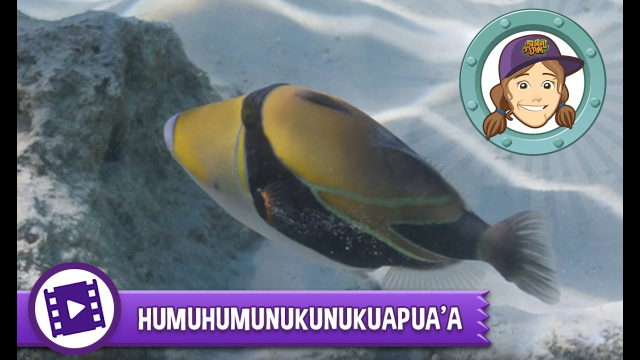 Ask Tierney Humuhumunukunukuapua'a YouTube