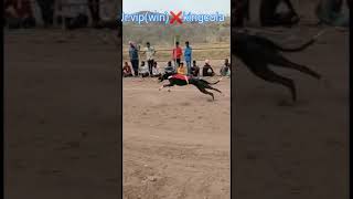 Jr.vip(win)❌kingcola #Greyhound dog track race Maharashtra