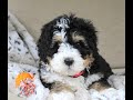 Mini Bernedoodle Puppies for Sale