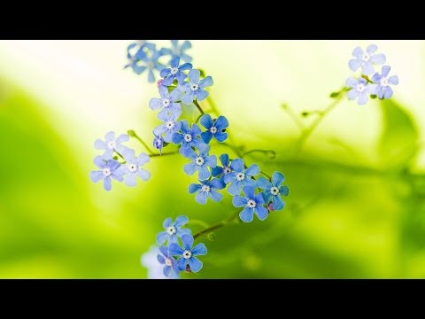 Детская песня "Незабудки" - день матери - 8 марта - поздравление маме