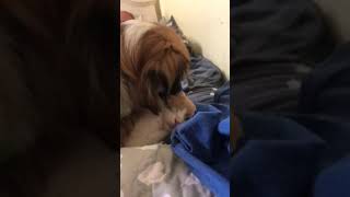 PUPPY LOVE!! DOG KISSING CAT!!!