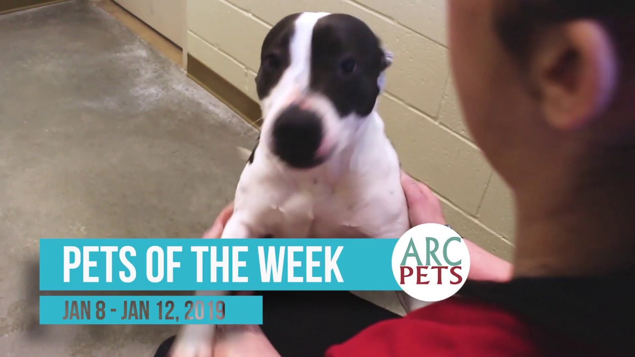 Galveston County Animal Resource Center Pets of the Week January 8