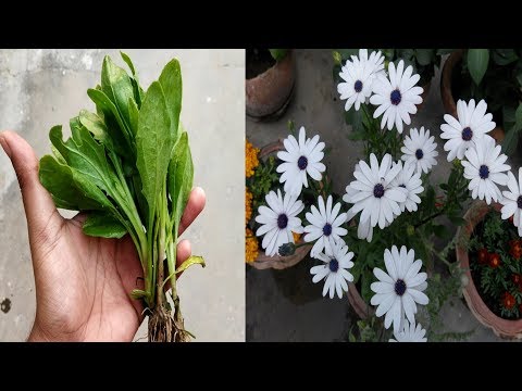 Video: Cape Marigold Care: Lær om Dimorphotheca Cape Marigolds In Gardens